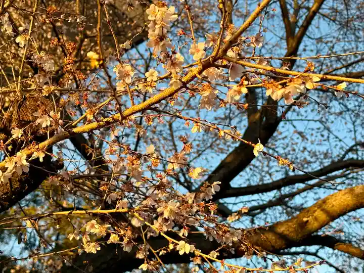 萱津神社(愛知県)