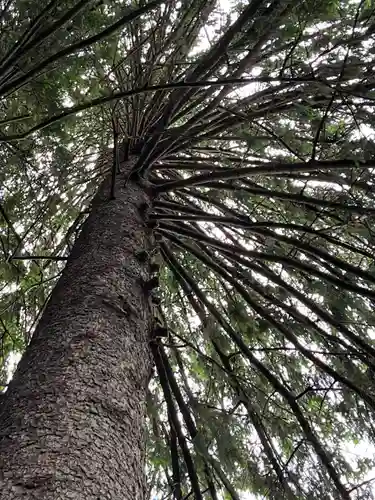 開拓神社の自然