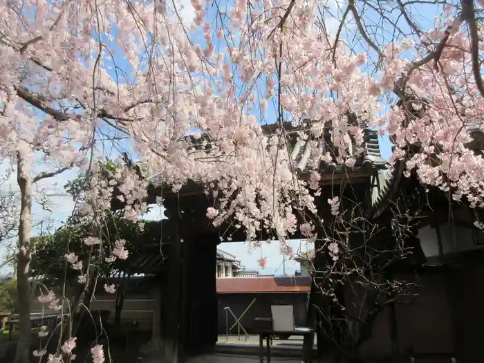 専称寺の山門