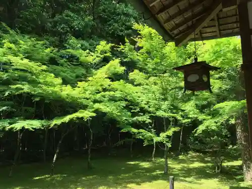 高桐院（大徳寺塔頭）の庭園