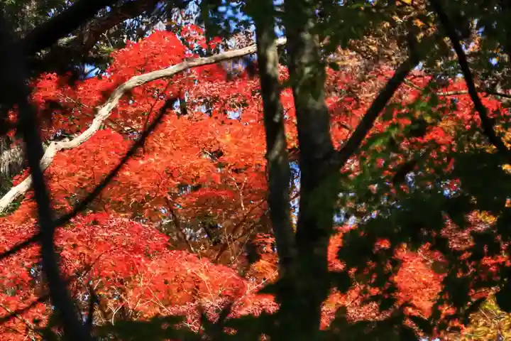 隠津島神社の自然