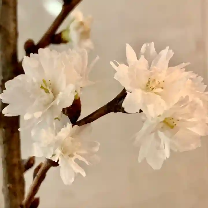 京都祇園堂(廃寺?)の自然