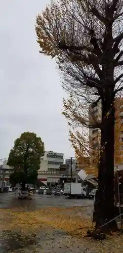 亀有香取神社の自然