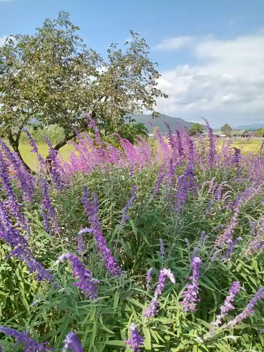 稗田野神社(薭田野神社)(京都府)