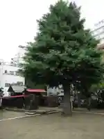 粕壁神明社の自然