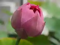 極楽山 浄土寺の自然