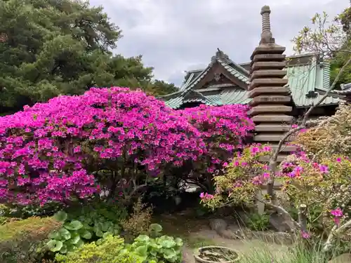 安養院　(田代寺）(神奈川県)