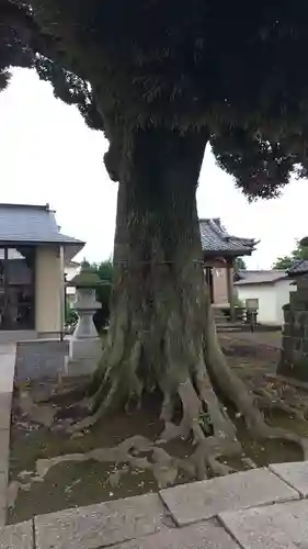 境香取神社の自然