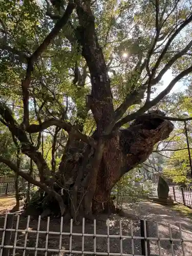 浜松八幡宮の{uncategorized: "未分類", other: "その他", undefined: "問題あり", building: "その他建物", grave: "お墓", sacred_gate: "鳥居", guardian: "狛犬", statue: "像", buddha: "仏像", history: "歴史", nature: "自然", garden: "庭園", animal: "動物", pagoda: "塔", temizu: "手水舎", mountain_gate: "山門・神門", sanctuary: "本殿・本堂", subordinate: "末社・摂社", art: "芸術", scenery: "景色", jizo: "地蔵", ema: "絵馬", goshuin: "御朱印", omikuji: "おみくじ", items: "授与品その他", amulet: "お守り", goshuincho: "御朱印帳", eats: "食事", festival: "お祭り", votive_dance: "神楽", shichigosan: "七五三参", wedding: "結婚式", experience: "体験その他", initially: "初詣", around: "周辺", anti_infection: "感染症対策"}