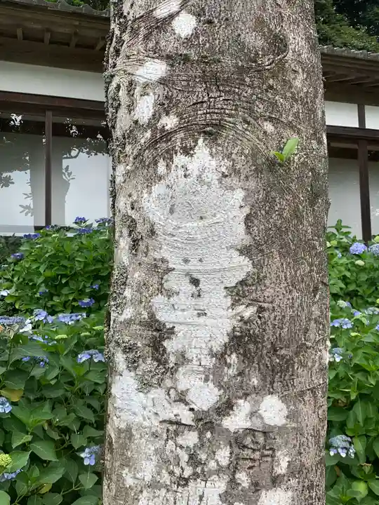 楽法寺(雨引観音)の自然