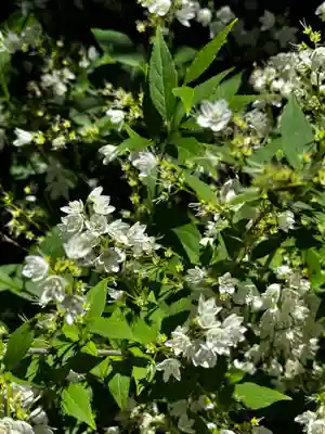 大雲寺(京都府)