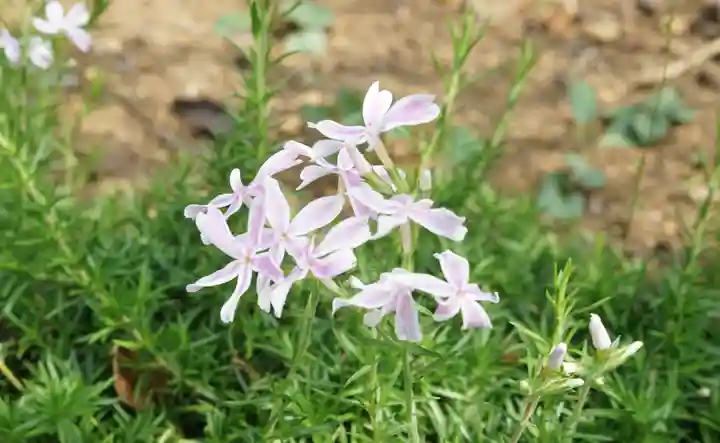 横浜御嶽神社の自然