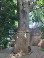 鎮守氷川神社の体験その他