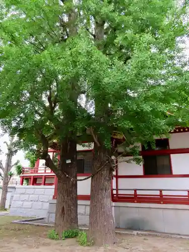 香取神社の自然