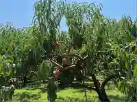 若松神社(山梨県)