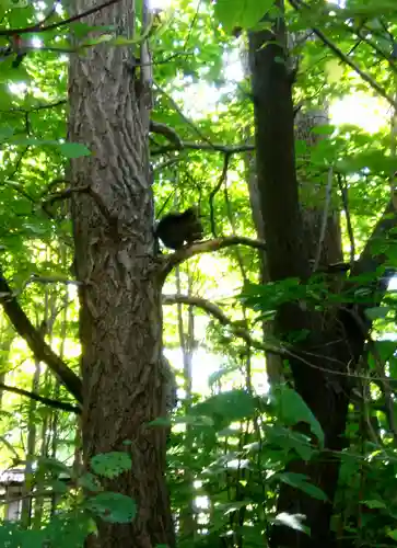 帯廣神社の動物