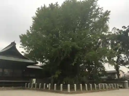 葛飾八幡宮の自然