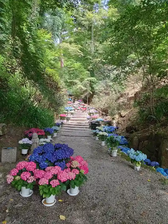 岡寺(龍蓋寺)(奈良県)