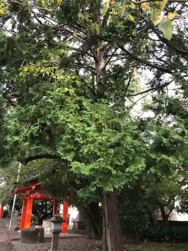 浜松秋葉神社の手水