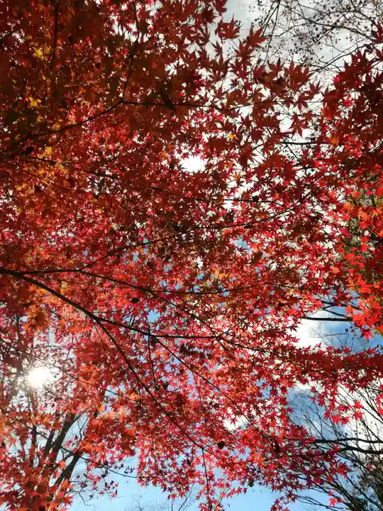 川見薬師寺の自然