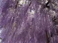 笠間稲荷神社の自然