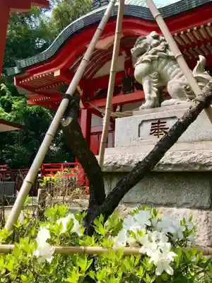 自由が丘熊野神社の狛犬