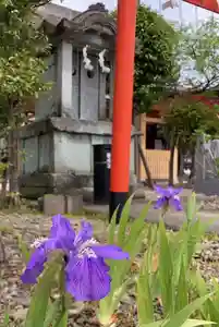 總社 和田八幡宮(福井県)(2023年04月16日(日) 18時12分55秒投稿)