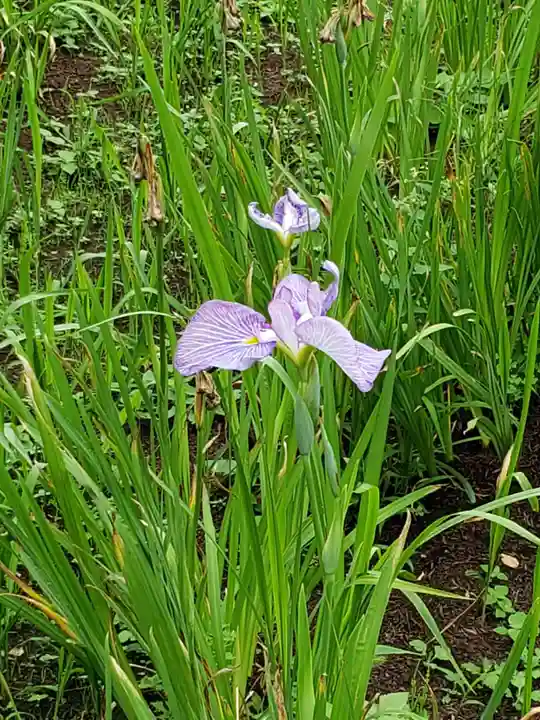 妙法寺(東京都)