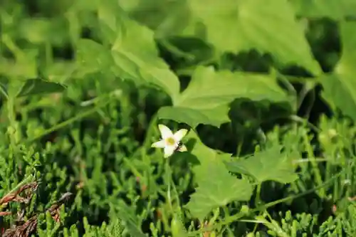 鹿島大神宮の自然