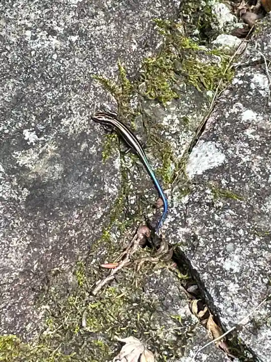 播州清水寺の動物