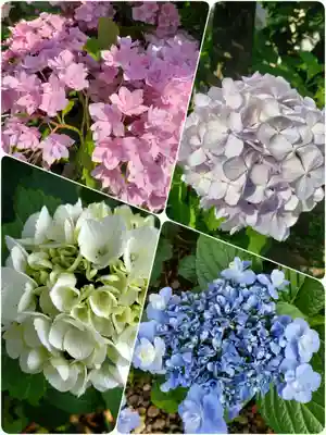 本郷氷川神社(東京都)