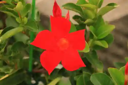 熊野福藏神社の手水