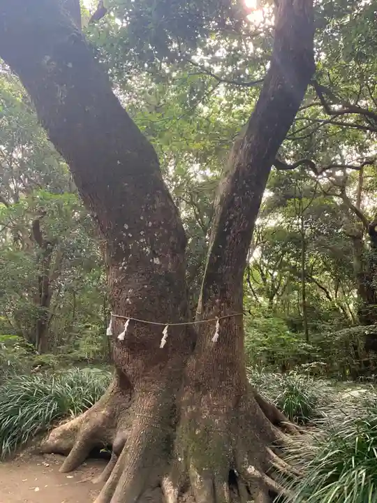 江田神社の自然