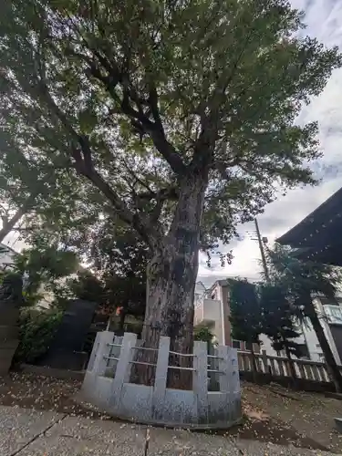 高木神社(東京都)