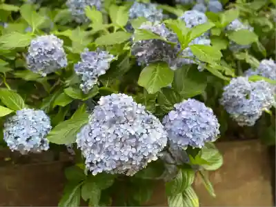 本土寺(千葉県)