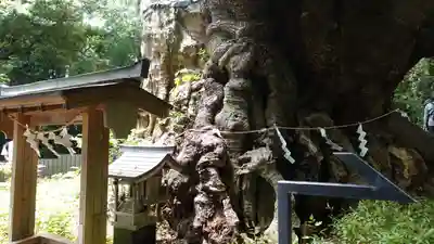 來宮神社(静岡県)