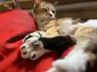 秩父札所十三番 慈眼寺の動物