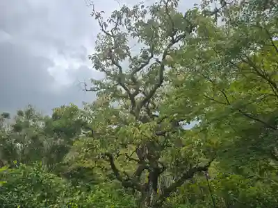 浄瑠璃寺(京都府)