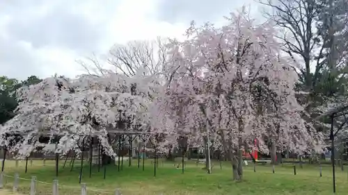 賀茂別雷神社（上賀茂神社）の自然