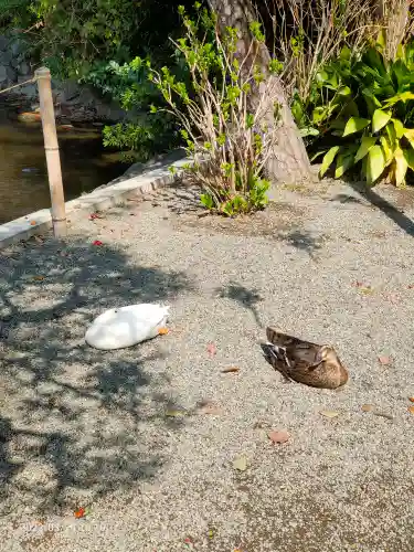 平塚八幡宮の動物