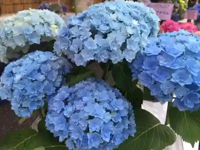 長國寺のお祭り