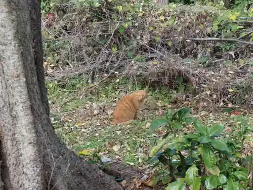 隨心院（随心院）の動物