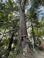 阿久津「田村神社」(郡山市阿久津町)旧社名:伊豆箱根三嶋三社の自然
