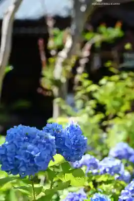 白山神社(東京都)