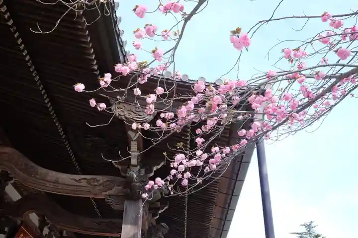 時宗総本山 遊行寺(正式:清浄光寺)の自然