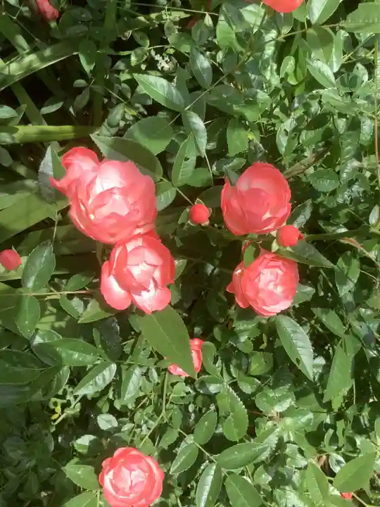 三輪神社の自然