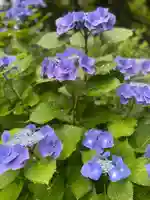 観音寺(千葉県)