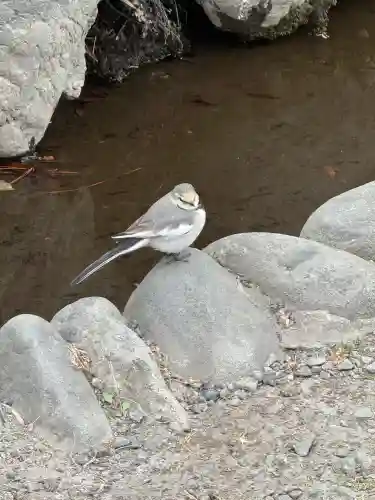 深大寺の{uncategorized: "未分類", other: "その他", undefined: "問題あり", building: "その他建物", grave: "お墓", sacred_gate: "鳥居", guardian: "狛犬", statue: "像", buddha: "仏像", history: "歴史", nature: "自然", garden: "庭園", animal: "動物", pagoda: "塔", temizu: "手水舎", mountain_gate: "山門・神門", sanctuary: "本殿・本堂", subordinate: "末社・摂社", art: "芸術", scenery: "景色", jizo: "地蔵", ema: "絵馬", goshuin: "御朱印", omikuji: "おみくじ", items: "授与品その他", amulet: "お守り", goshuincho: "御朱印帳", eats: "食事", festival: "お祭り", votive_dance: "神楽", shichigosan: "七五三参", wedding: "結婚式", experience: "体験その他", initially: "初詣", around: "周辺", anti_infection: "感染症対策"}
