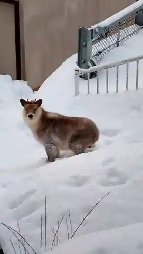 鹿角八坂神社の動物