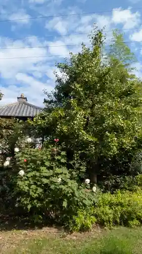 西福寺(京都府)